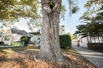Tree in front yard Save Our Water Earth Week