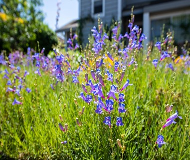 Lavender bush drought tolerant landscaping