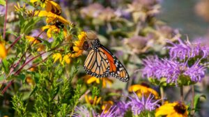 Monarch Butterfly on flowers