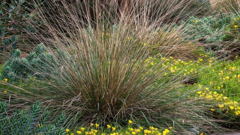 Pasto ciervo o Liendrilla de venado (Muhlenbergia rigens)