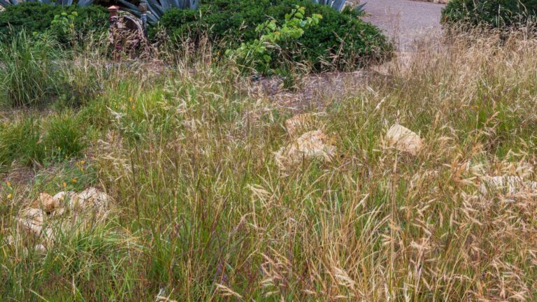 Hierba aguja morada o stipa morada (Stipa pulchra)