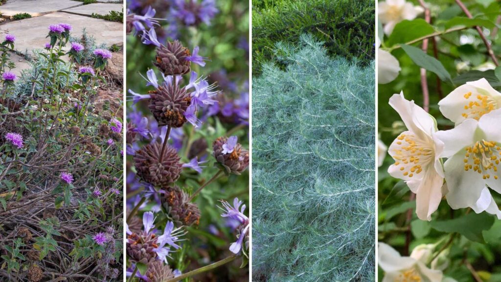 Plantas con flores hermosas y aromáticas para el Día de las Madres