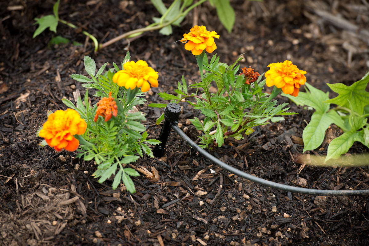 A resident’s garden showing drip irrigation equipment located in Moreno Valley, California, in Riverside County. Photo taken June 5, 2013.