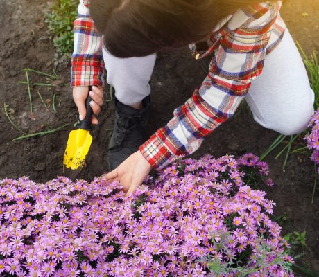 Gardener digs up the soil with a little shovel around the pink flowers. View above.