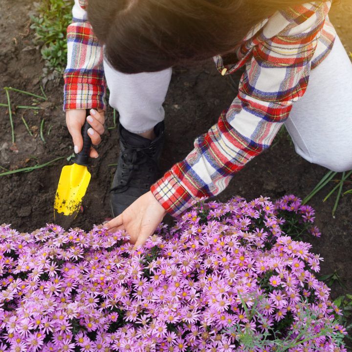 Gardener digs up the soil with a little shovel around the pink flowers. View above.