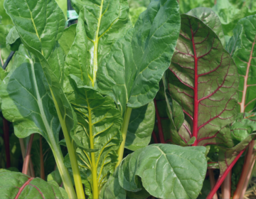 Copy-of-Swiss-Chard-Quiche-Blog-1024x538