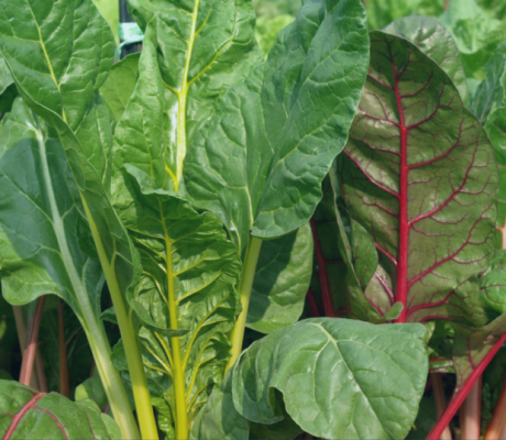 Copy-of-Swiss-Chard-Quiche-Blog-1024x538