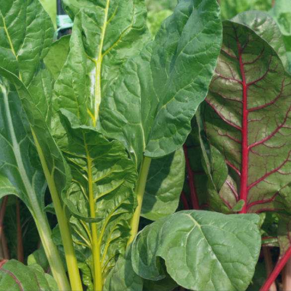 Copy-of-Swiss-Chard-Quiche-Blog-1024x538