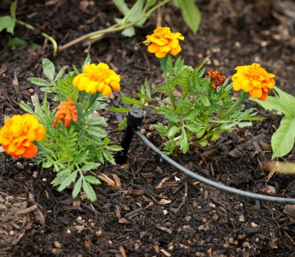 A resident’s garden showing drip irrigation equipment located in Moreno Valley, California, in Riverside County. Photo taken June 5, 2013.