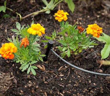 A resident’s garden showing drip irrigation equipment located in Moreno Valley, California, in Riverside County. Photo taken June 5, 2013.