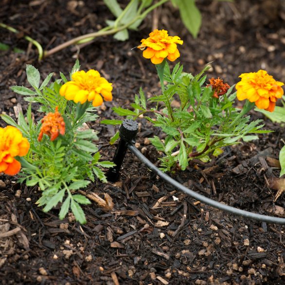 A resident’s garden showing drip irrigation equipment located in Moreno Valley, California, in Riverside County. Photo taken June 5, 2013.