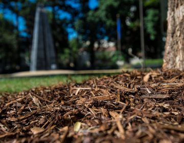 The basic benefit of mulch is its ability to retain moisture near the base of trees and plants. Mulch located around the base of a tree at the California State Capitol grounds. Photo taken June 30, 2014.
