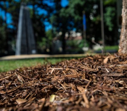 The basic benefit of mulch is its ability to retain moisture near the base of trees and plants. Mulch located around the base of a tree at the California State Capitol grounds. Photo taken June 30, 2014.