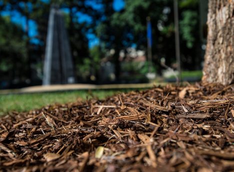 The basic benefit of mulch is its ability to retain moisture near the base of trees and plants. Mulch located around the base of a tree at the California State Capitol grounds. Photo taken June 30, 2014.