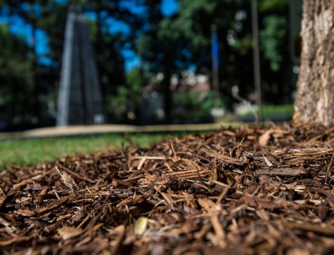 The basic benefit of mulch is its ability to retain moisture near the base of trees and plants. Mulch located around the base of a tree at the California State Capitol grounds. Photo taken June 30, 2014.