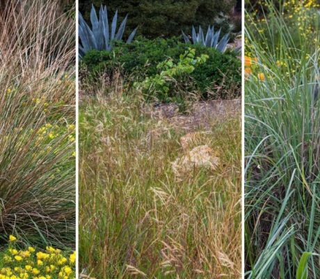 Low-Water-Grasses