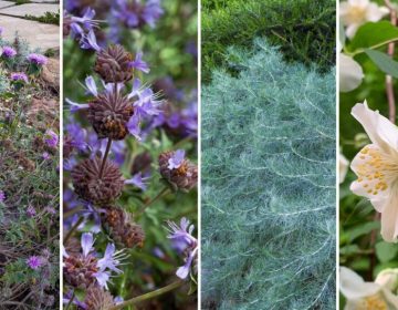 Plantas con flores hermosas y aromáticas para el Día de las Madres