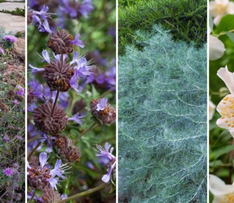 Plantas con flores hermosas y aromáticas para el Día de las Madres