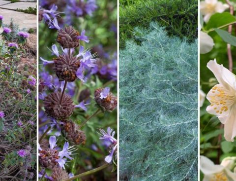 Fragrant Blooms for Mother’s Day