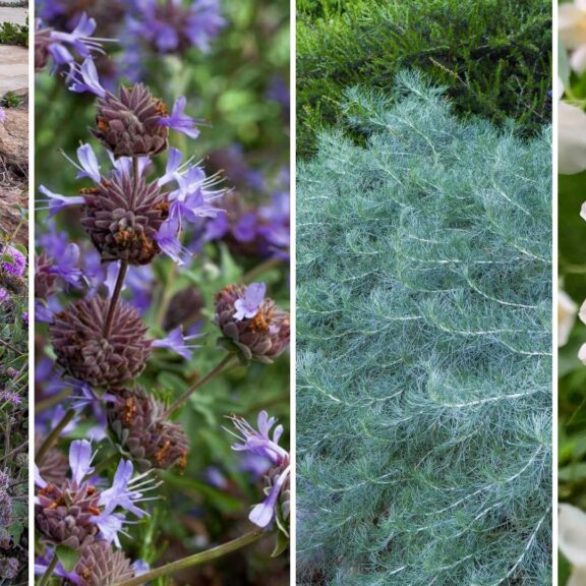 Fragrant Blooms for Mother’s Day