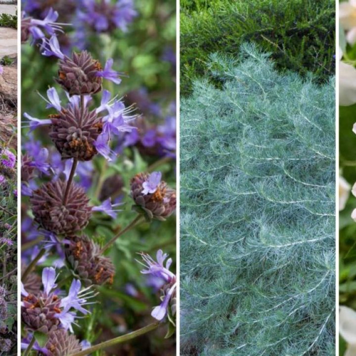 Plantas con flores hermosas y aromáticas para el Día de las Madres