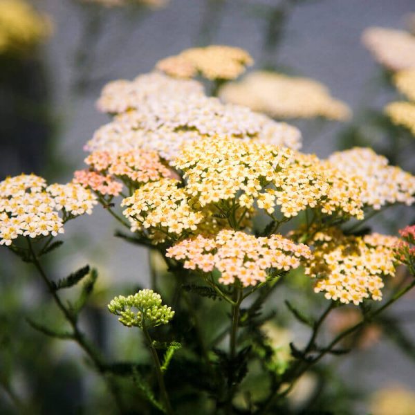 yellow-yarrow